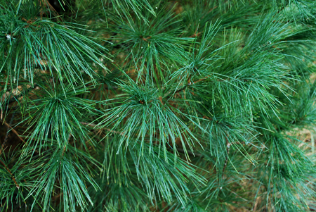 Freshly Cut Evergreen Branches, Douglas Fir — WESTWOOD COLOR